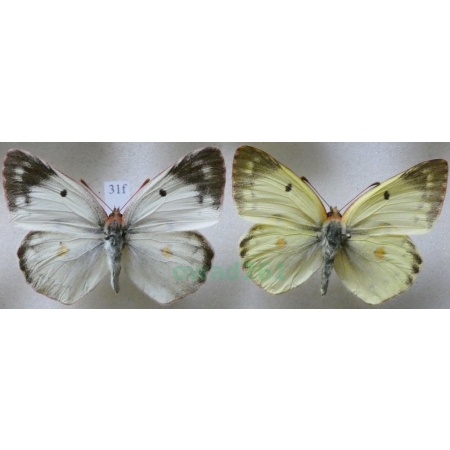 Colias hyale (Linnaeus, 1758) pair Szlaczkoń siarecznik Czech31f
